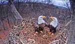 Eagles in love