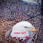 eagle fact with arrow pointing&nbsp;right