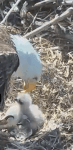 PA Bald Eagle Infrared Nest Cam _ HDOnTap.com _ – Mozilla Firefox 3_29_2016 10_09_01 AM&nbsp;(2)