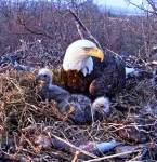 Hanna with eaglets
