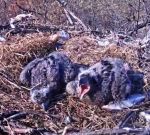 Mom…we’re hungry!