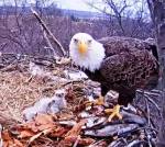 Hanna with one week old&nbsp;eaglets
