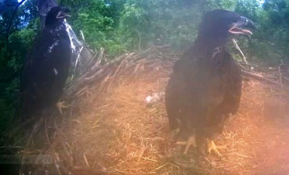 Blurry eaglet growth