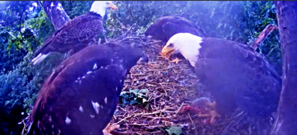 Evening meal at peace