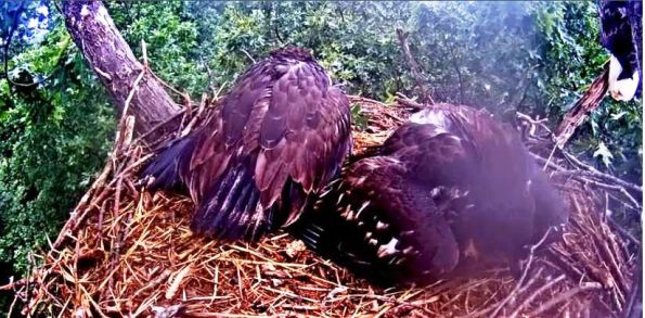 Mantling-Adult on branch at right