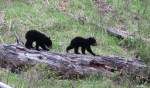 YNP  bear cubs