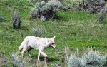 YNP coyote