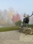 Foggy Elk
